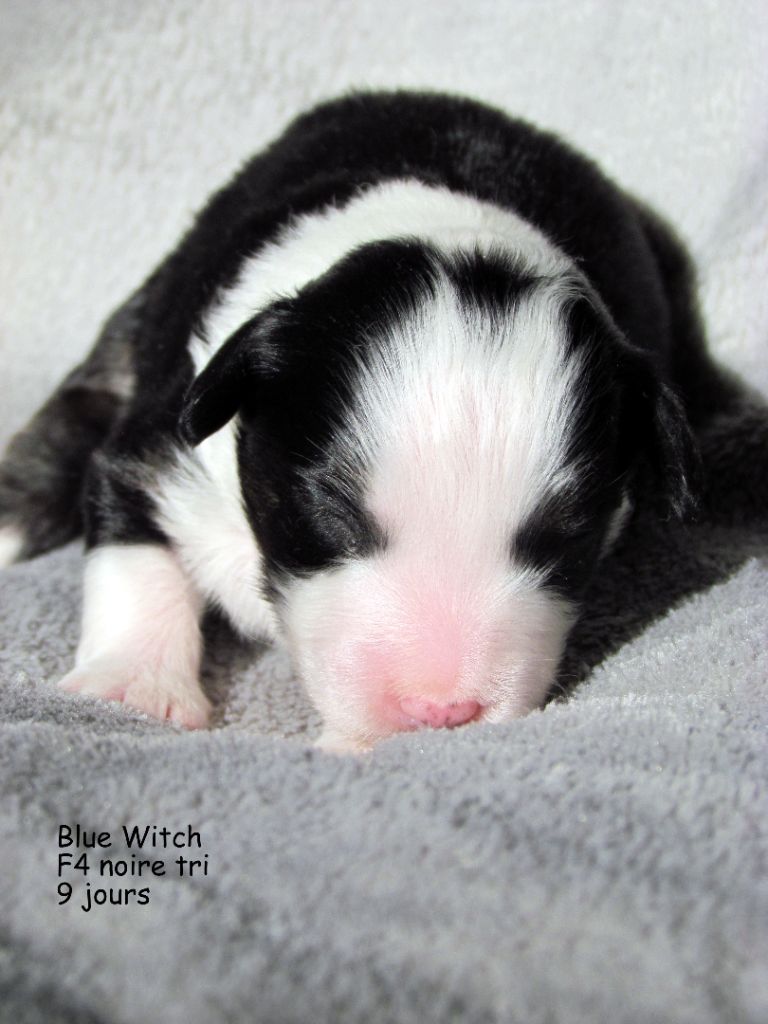 Blue witch - Chiot disponible  - Berger Américain Miniature 