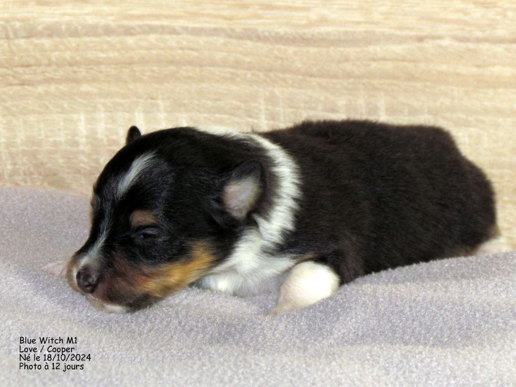 Blue witch - Chiot disponible  - Shetland Sheepdog