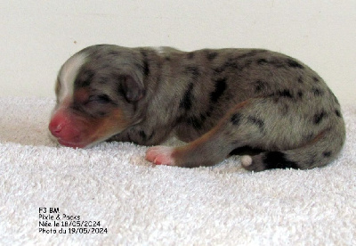 F3 BLEUE MERLE