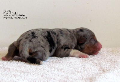 F3 BLEUE MERLE