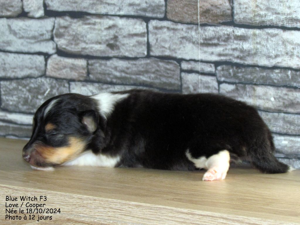 Blue witch - Chiot disponible  - Shetland Sheepdog