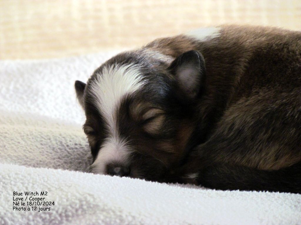 Blue witch - Chiot disponible  - Shetland Sheepdog