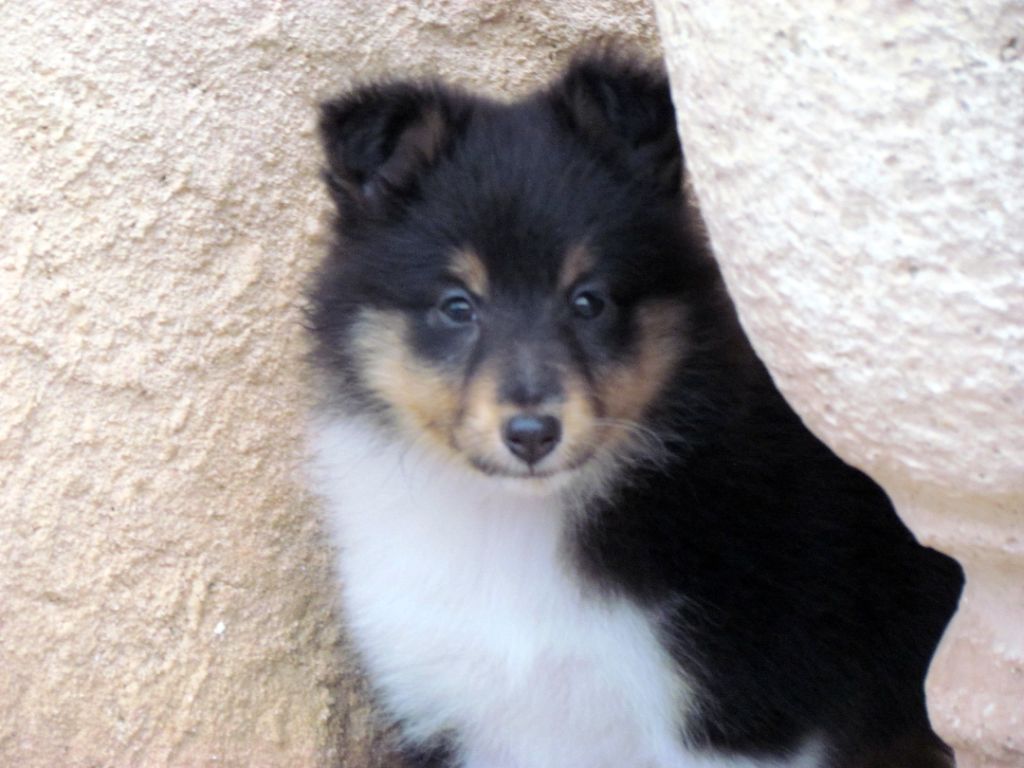 Blue witch - Chiot disponible  - Shetland Sheepdog