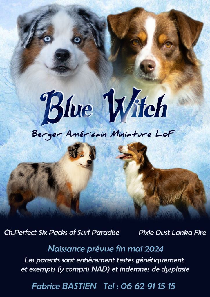 chiot Berger Américain Miniature  Blue witch