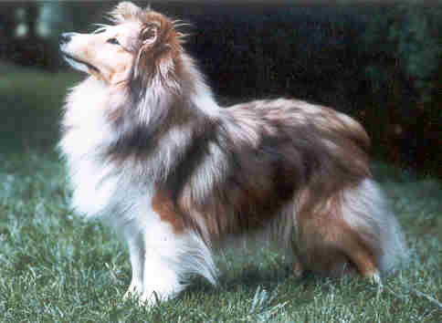 CH. Ice moon Of blue tails