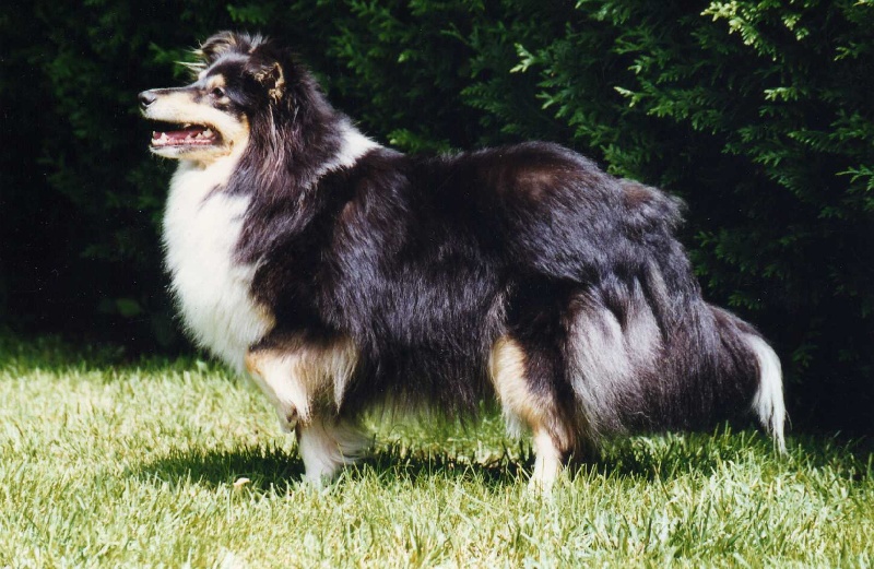 CH. Indian melodie de Karlisa