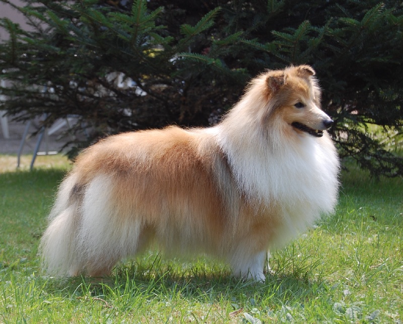 CH. Blue witch Doubitchou