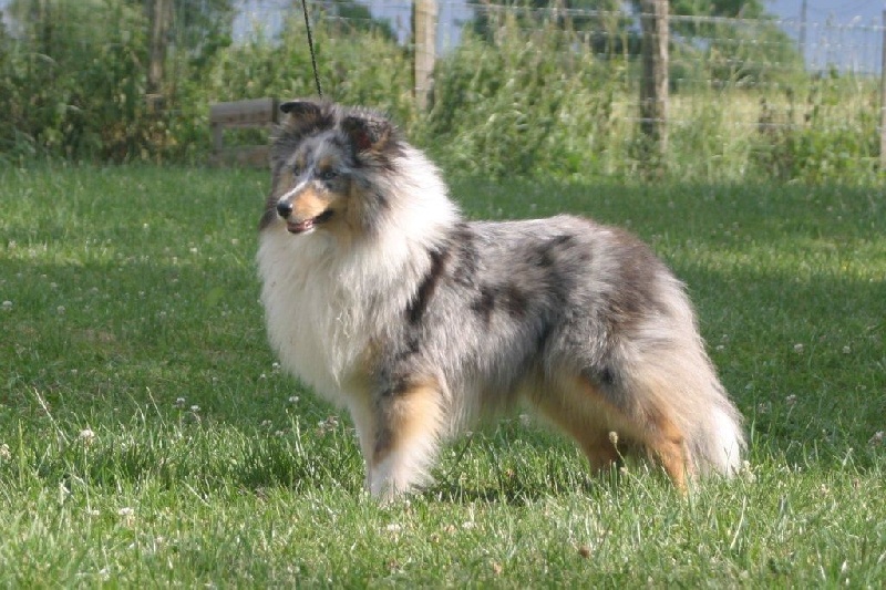 CH. Blue witch Indochine