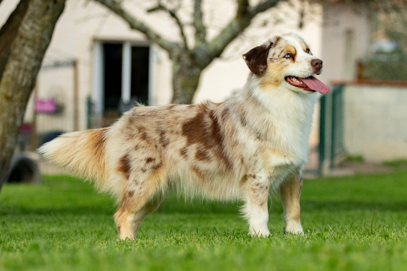 CH. Blue witch Ultime decision