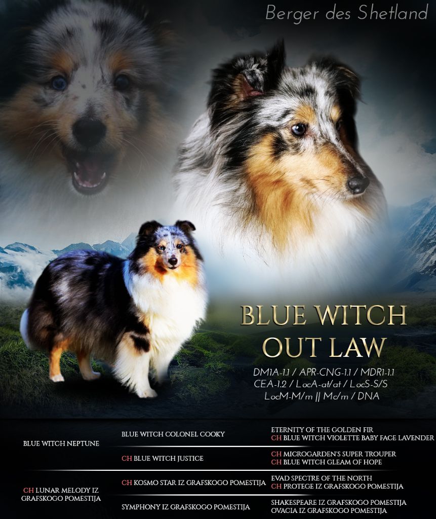 Blue witch Out law