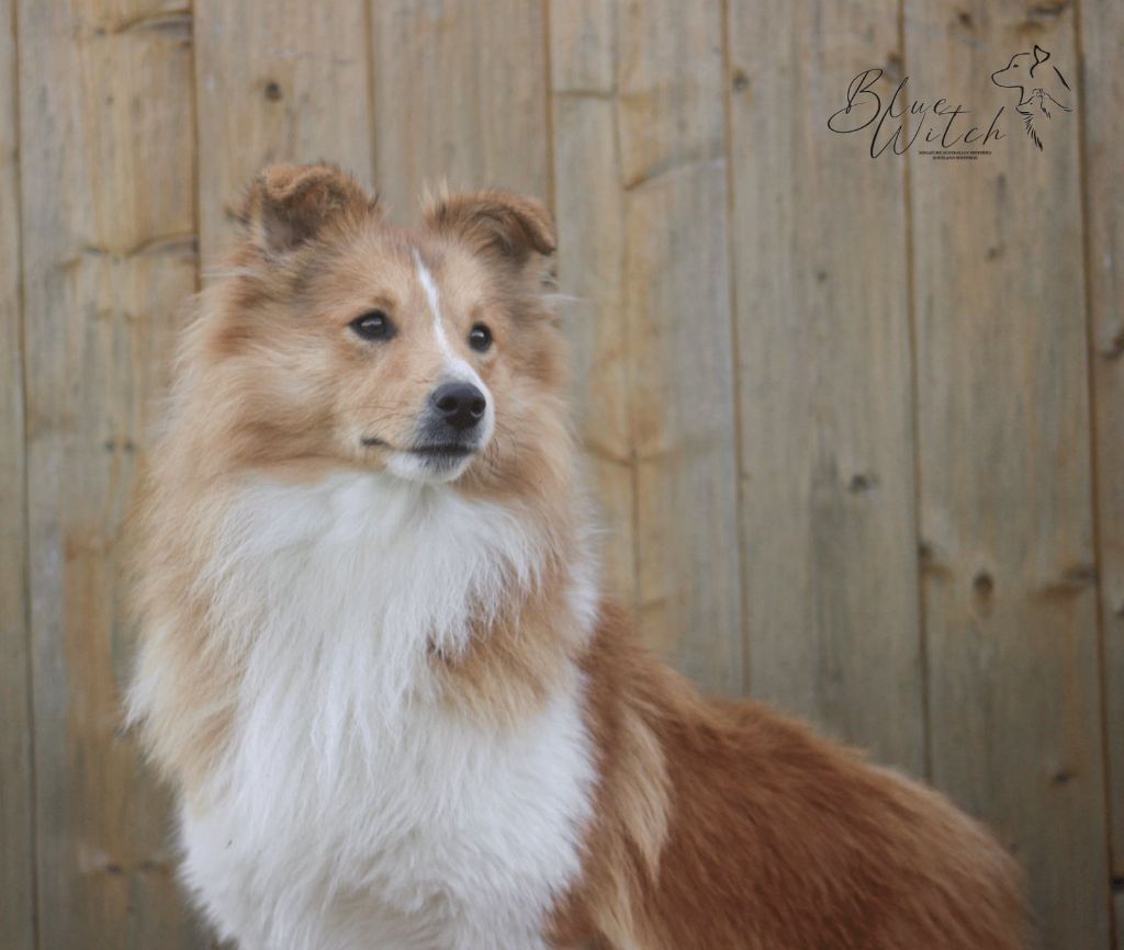 CH. Blue witch Valhalla rising