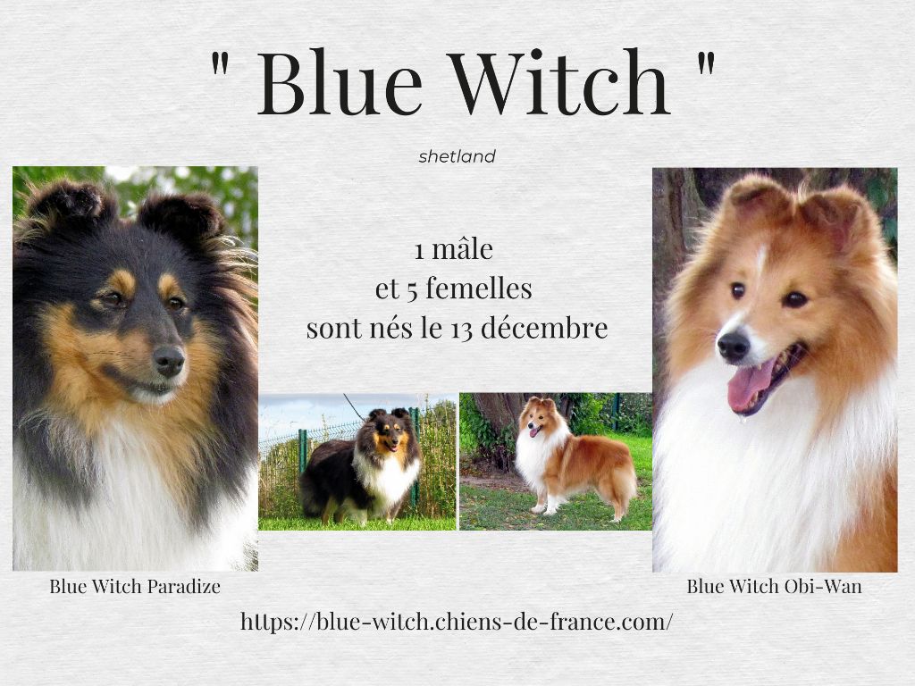 des chiots sont nés!