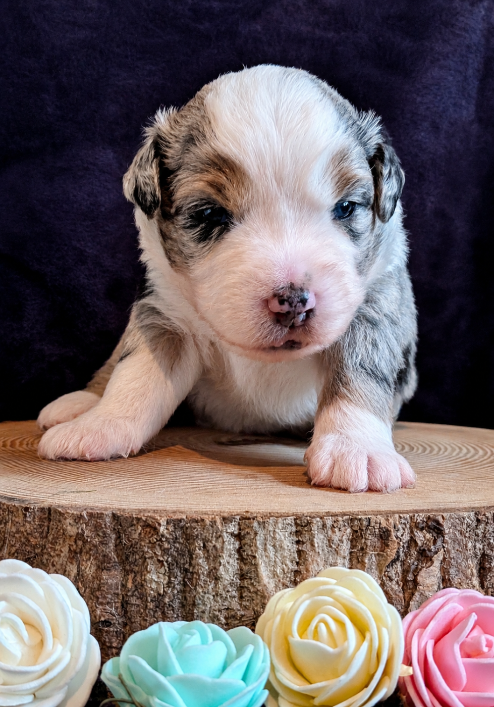 Blue witch - Chiots disponibles - Berger Américain Miniature 