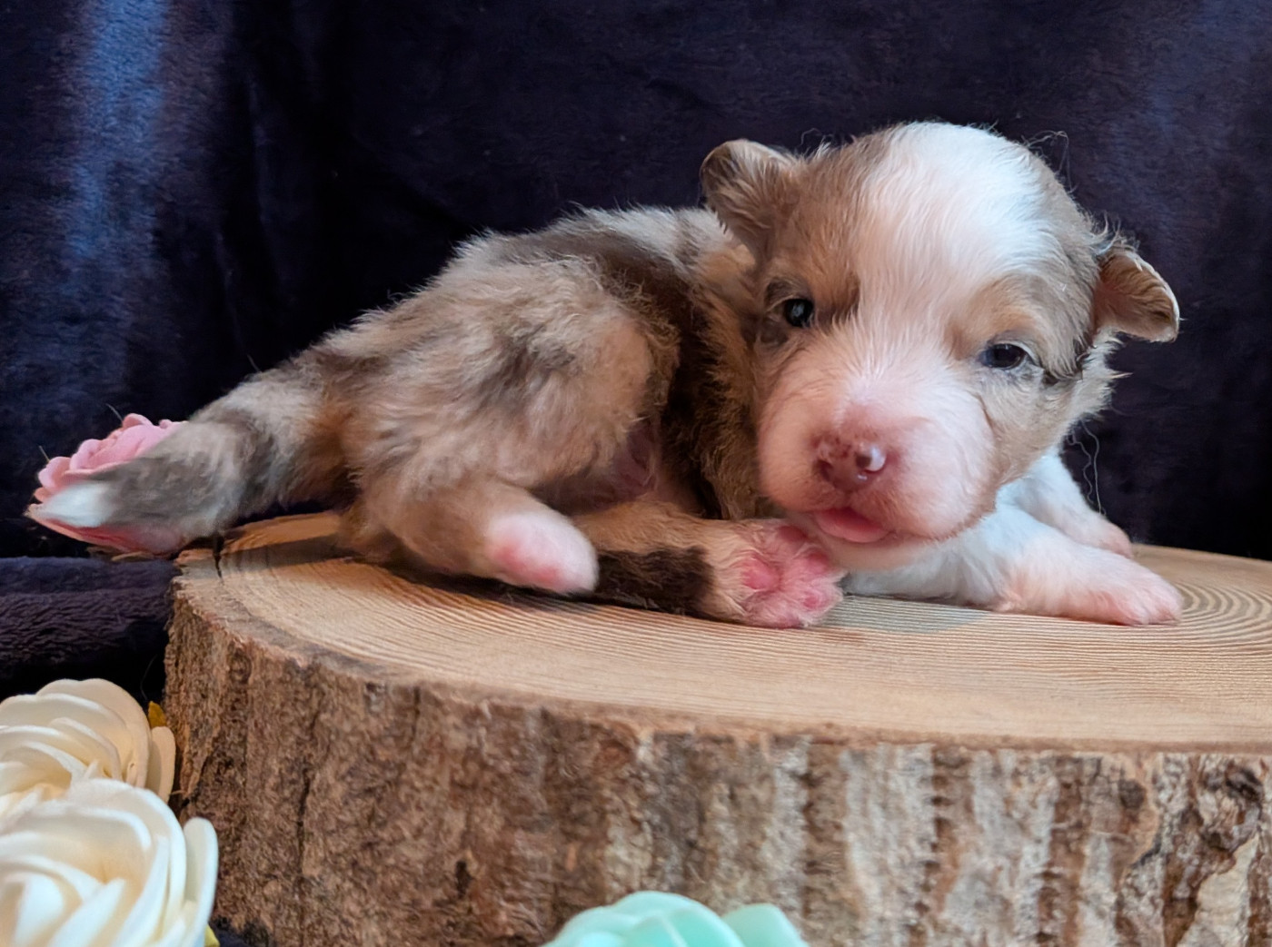 Blue witch - Chiots disponibles - Berger Américain Miniature 
