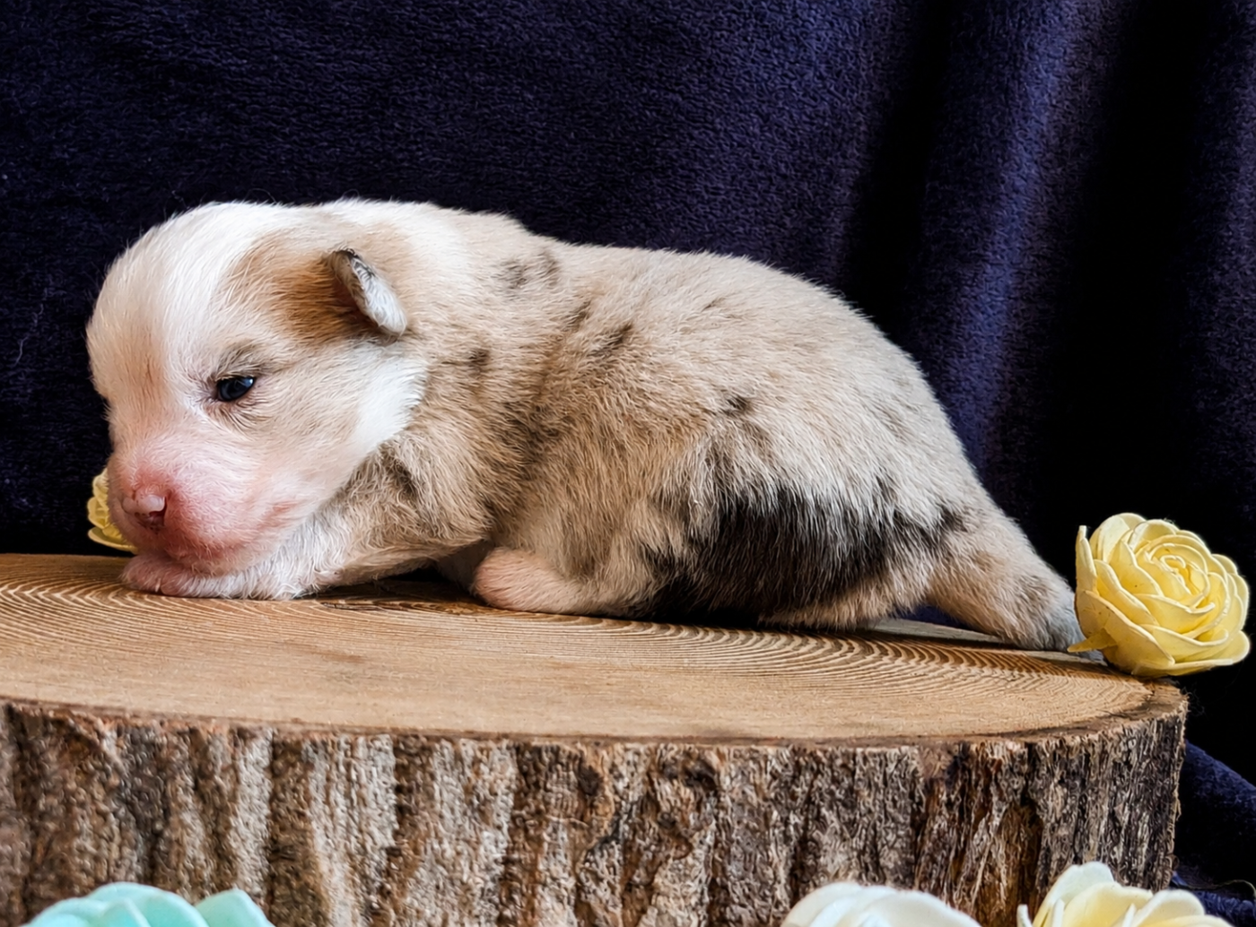 Blue witch - Chiots disponibles - Berger Américain Miniature 