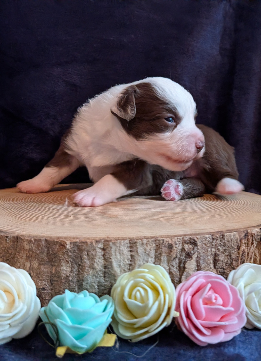 Blue witch - Chiots disponibles - Berger Américain Miniature 