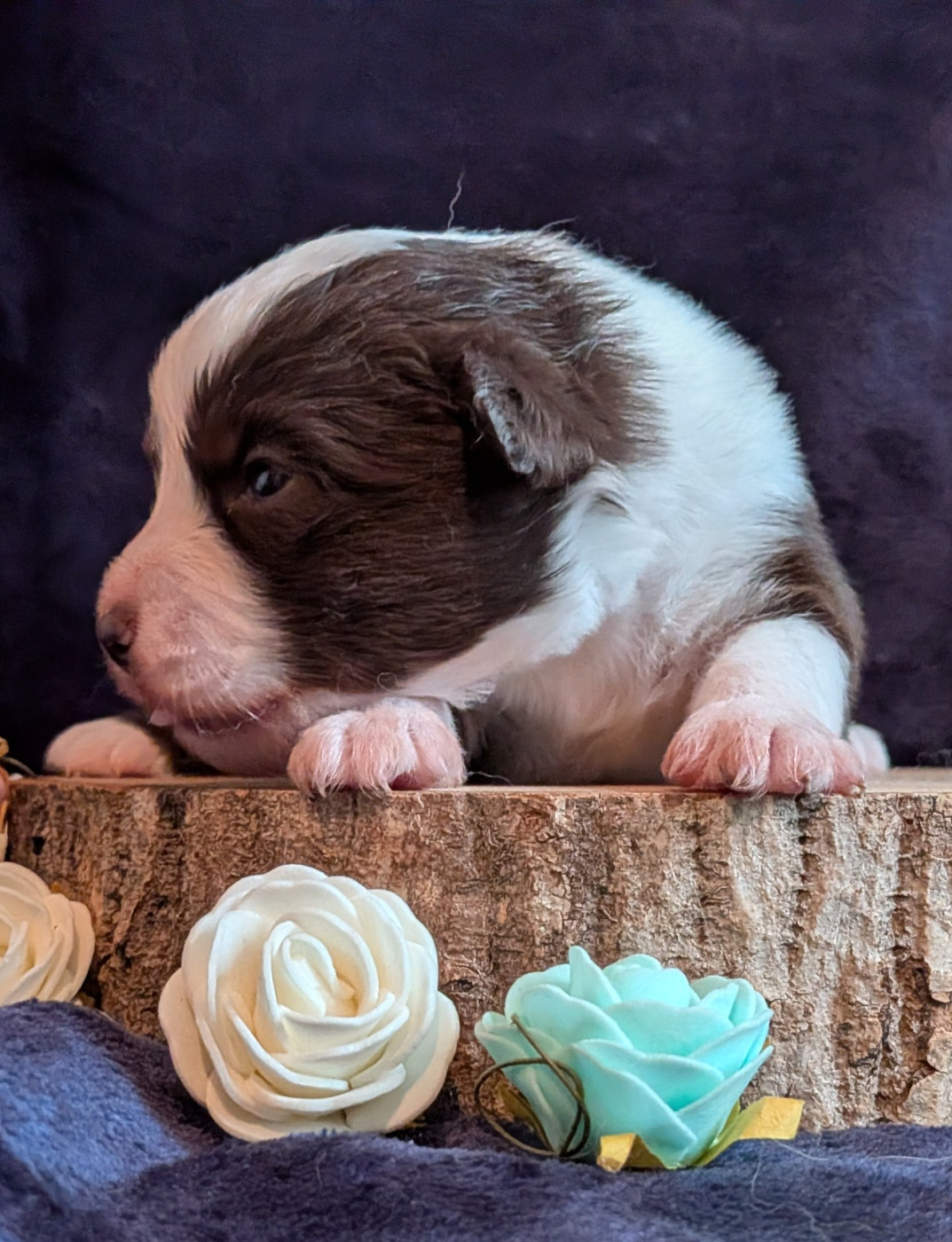 Blue witch - Chiots disponibles - Berger Américain Miniature 