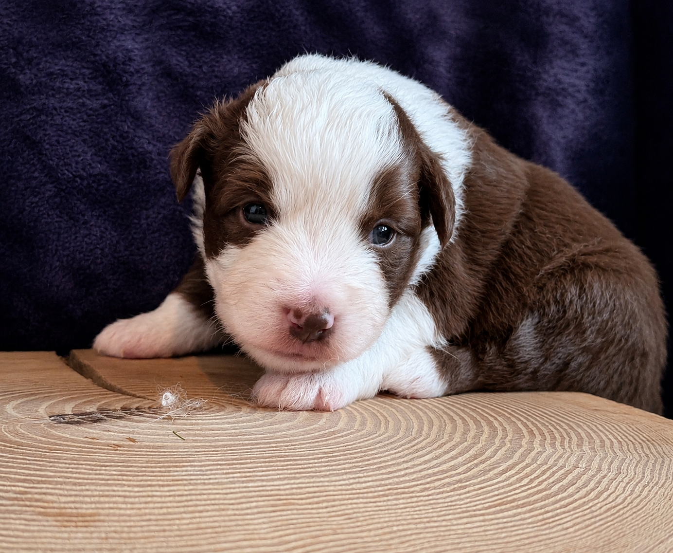 Blue witch - Chiots disponibles - Berger Américain Miniature 