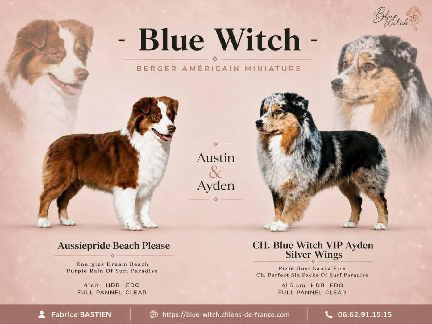 Chiot Berger Américain Miniature  Blue witch