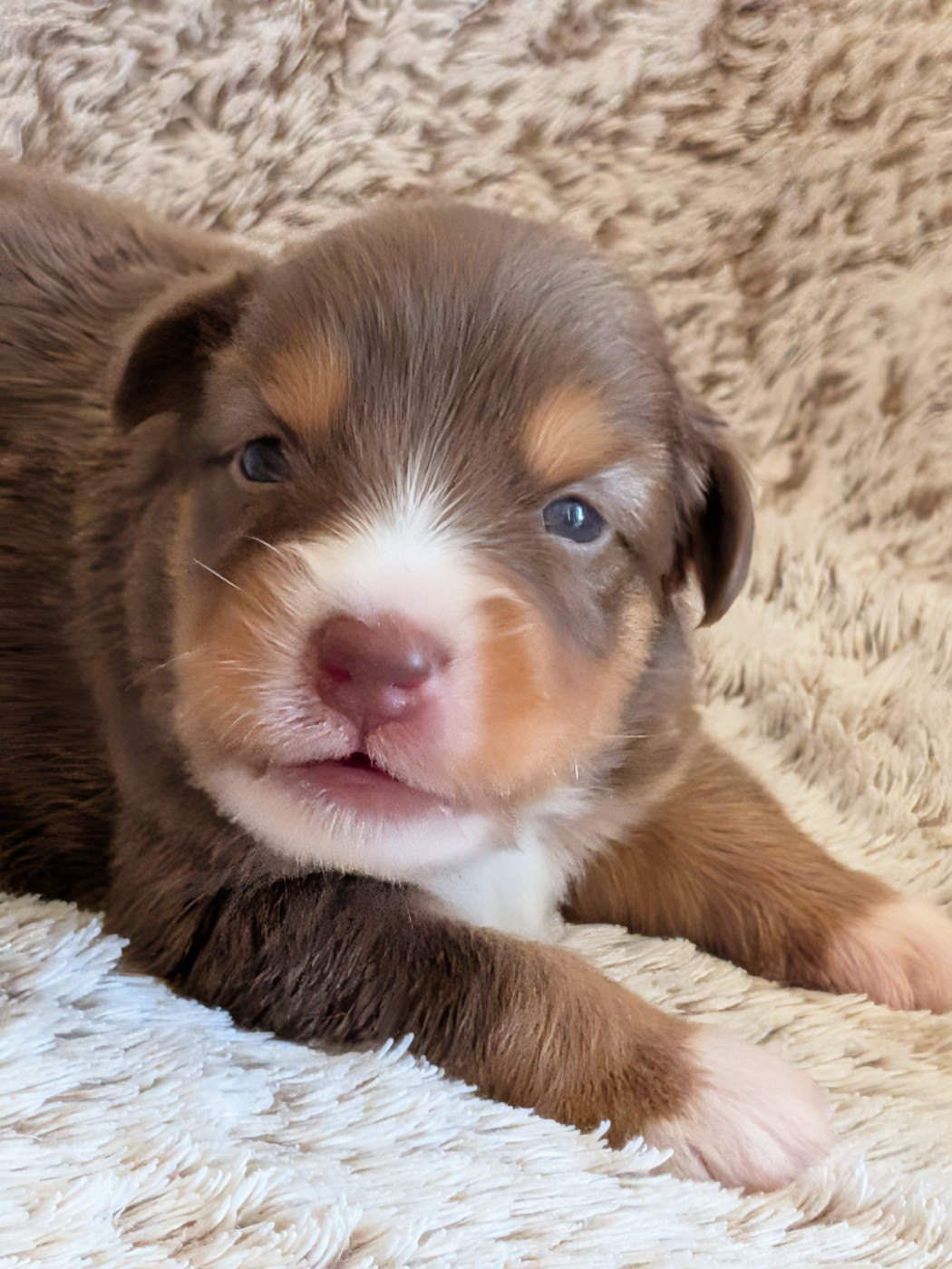 Blue witch - Chiots disponibles - Berger Américain Miniature 