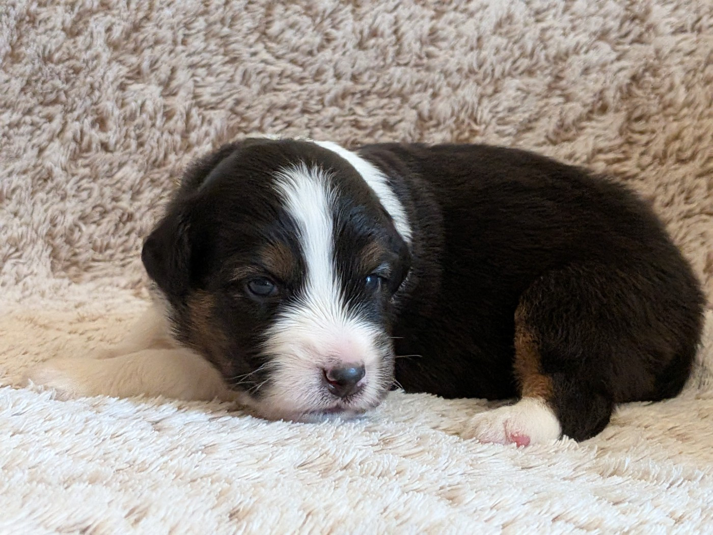 Blue witch - Chiots disponibles - Berger Américain Miniature 