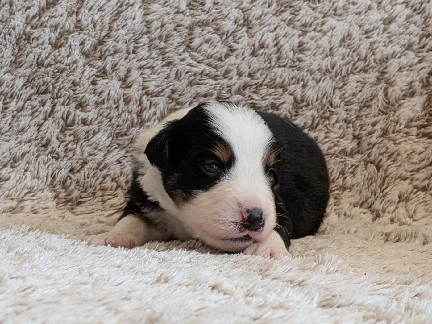 Blue witch - Chiots disponibles - Berger Américain Miniature 