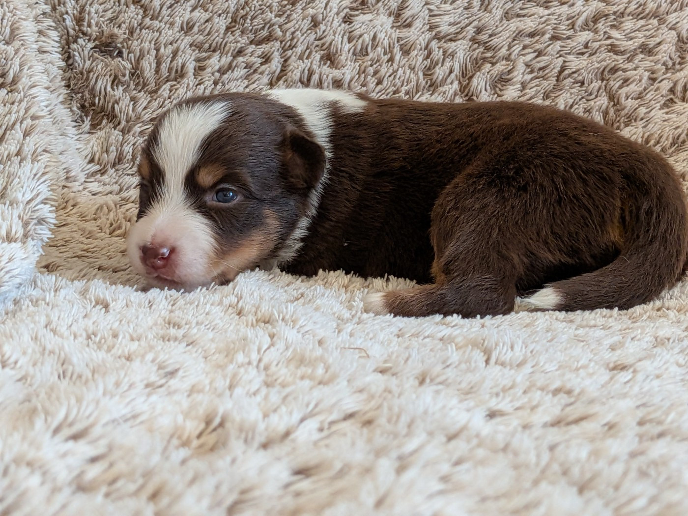 Blue witch - Chiots disponibles - Berger Américain Miniature 