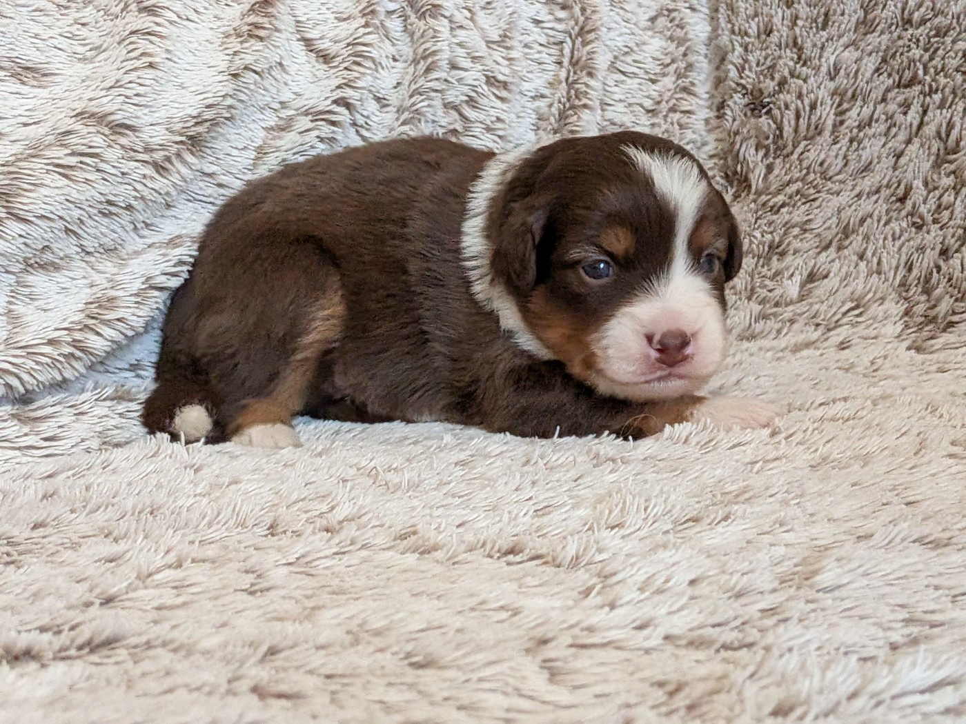 Blue witch - Chiots disponibles - Berger Américain Miniature 