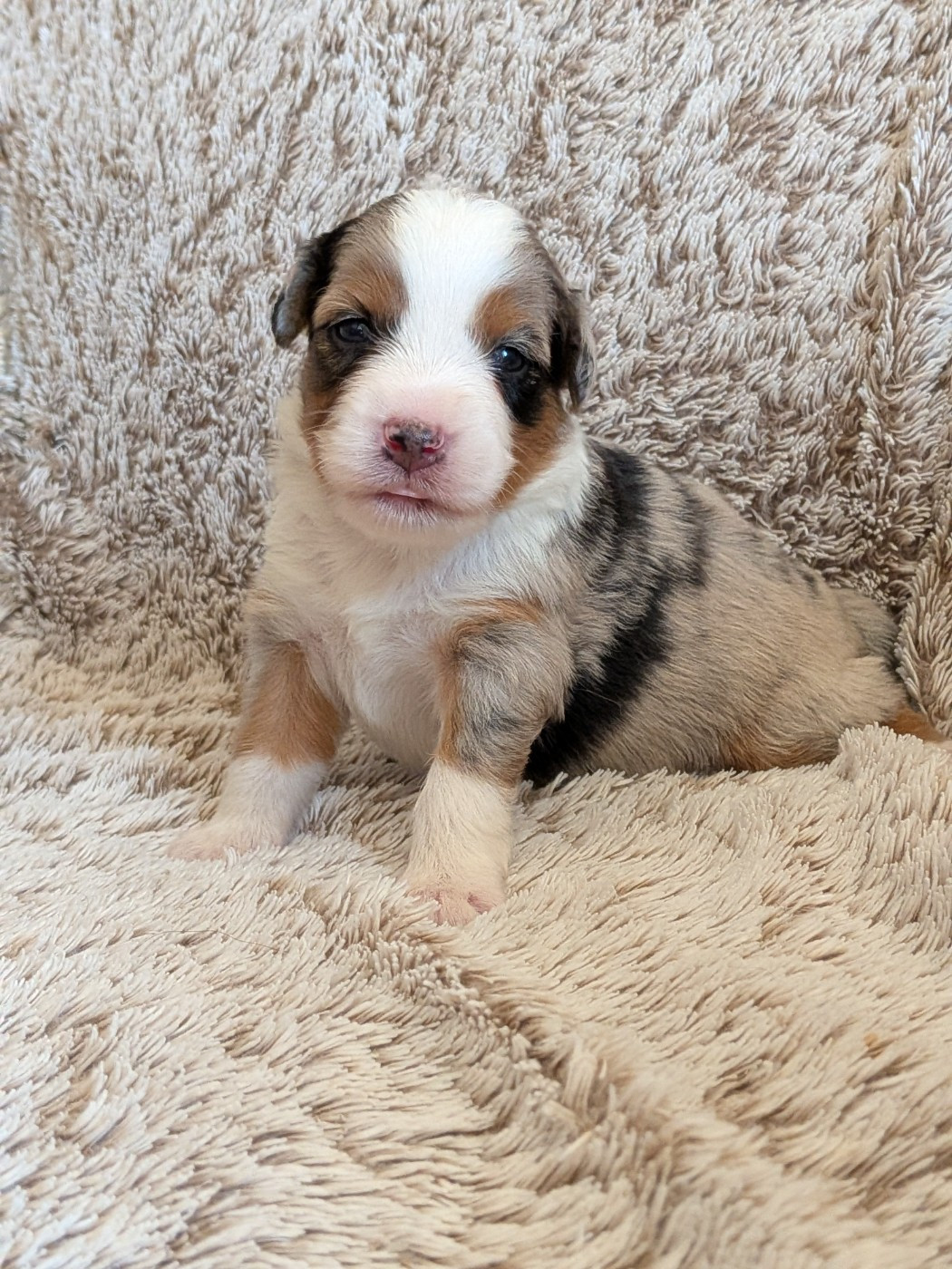 Blue witch - Chiots disponibles - Berger Américain Miniature 