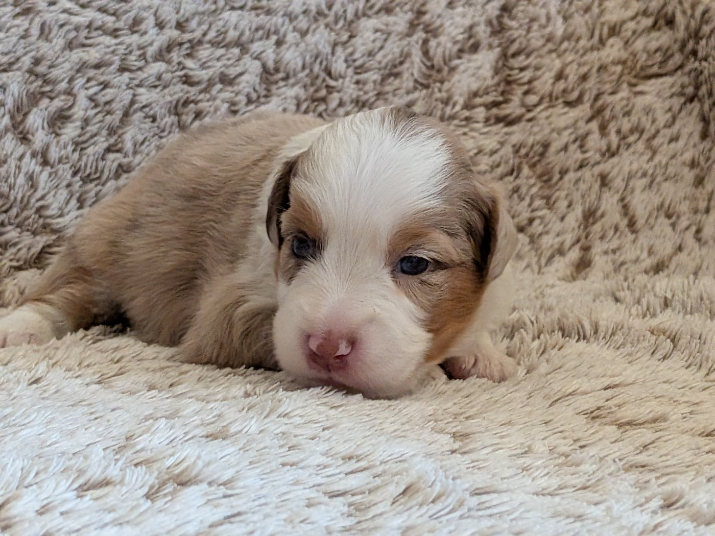 Blue witch - Chiots disponibles - Berger Américain Miniature 