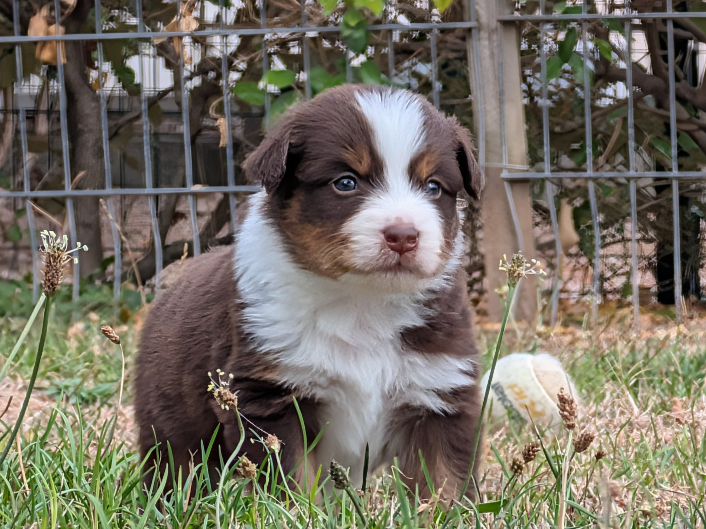 Blue witch - Chiots disponibles - Berger Américain Miniature 