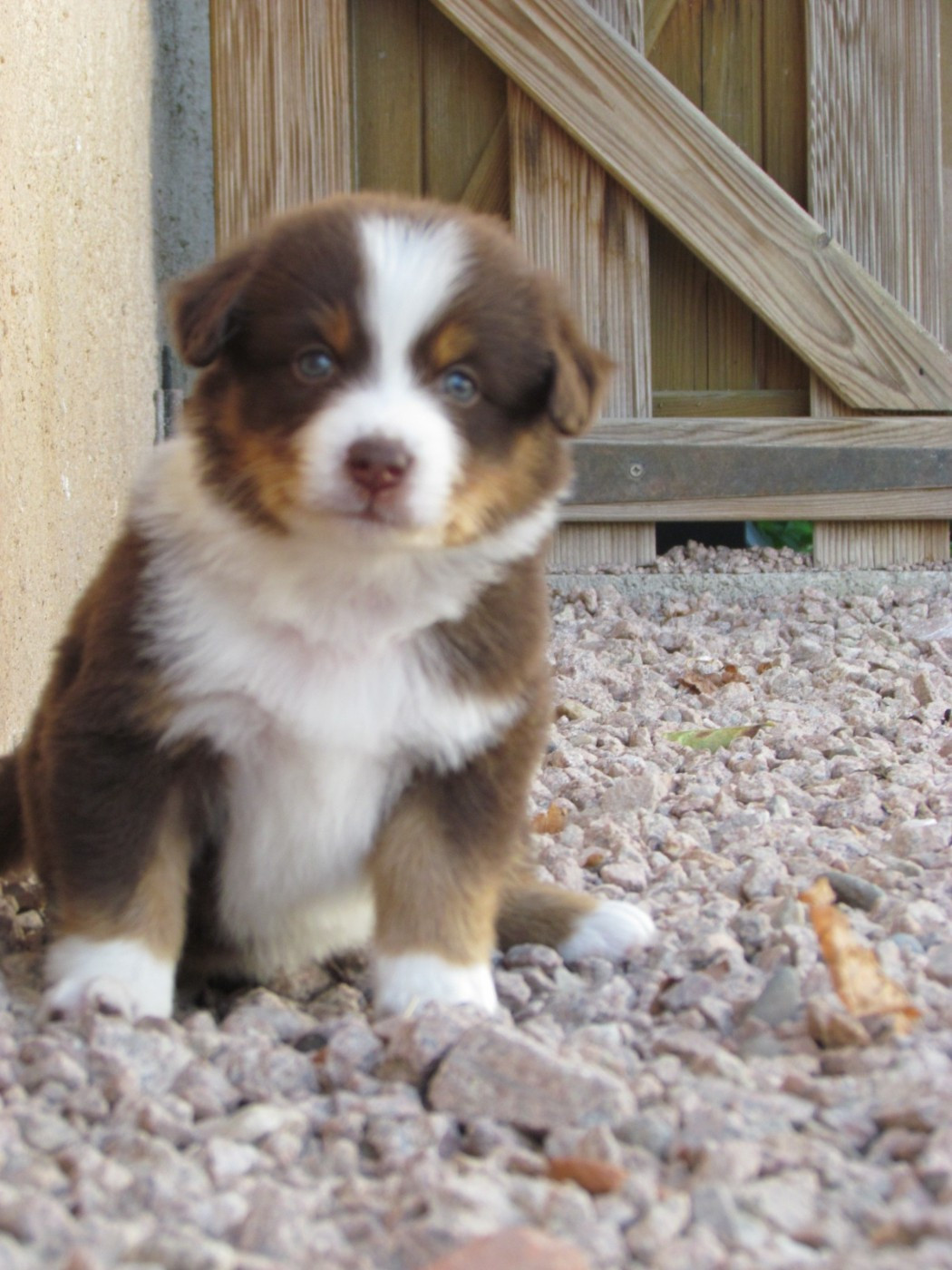 Blue witch - Chiots disponibles - Berger Américain Miniature 