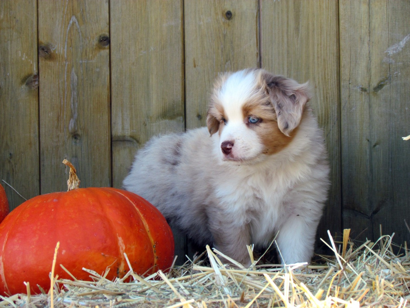 Blue witch - Chiots disponibles - Berger Américain Miniature 