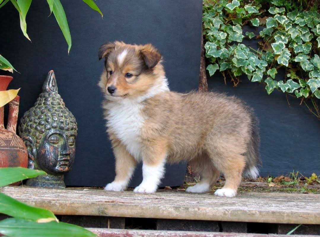 Blue witch - Chiots disponibles - Shetland Sheepdog