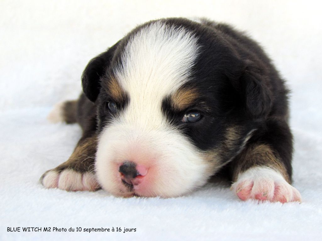 Blue witch - Chiots disponibles - Berger Américain Miniature 