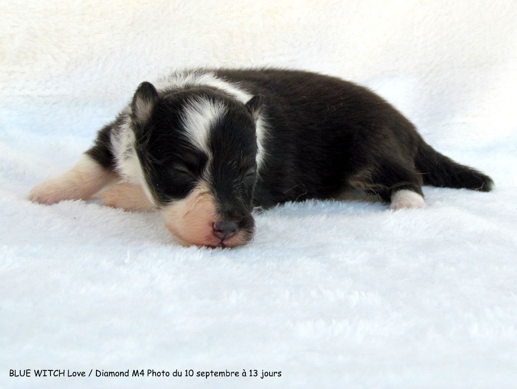 Blue witch - Chiots disponibles - Shetland Sheepdog