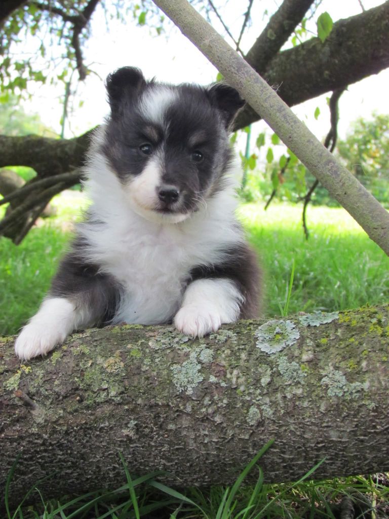 Blue witch - Chiots disponibles - Shetland Sheepdog