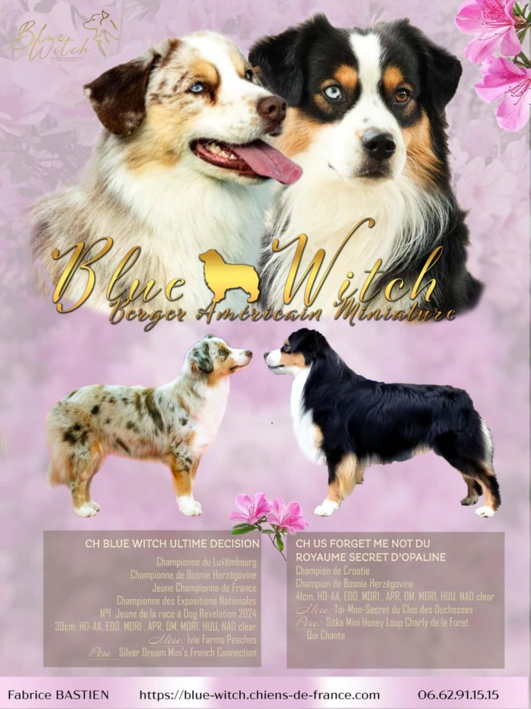 Chiot Berger Américain Miniature  Blue witch