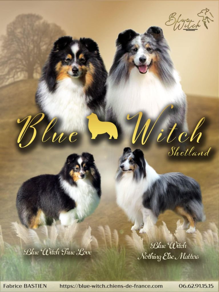 Chiot Shetland Sheepdog Blue witch