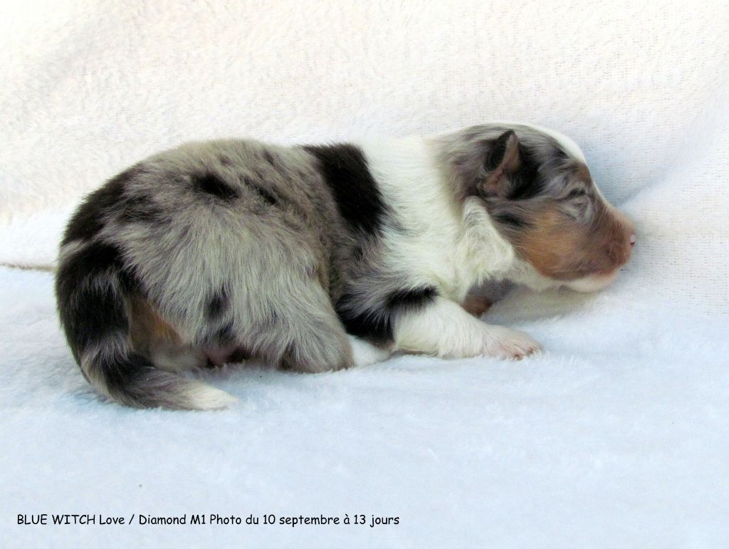 Blue witch - Chiots disponibles - Shetland Sheepdog