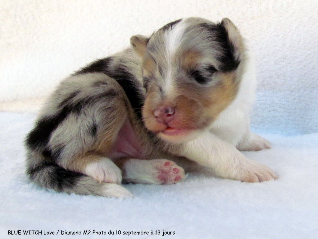 Blue witch - Chiots disponibles - Shetland Sheepdog