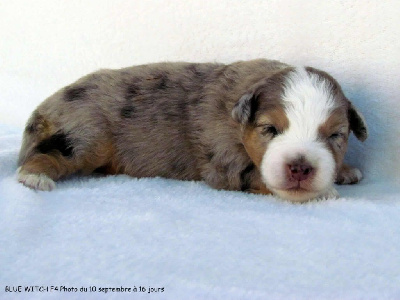 CHIOT