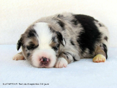 CHIOT