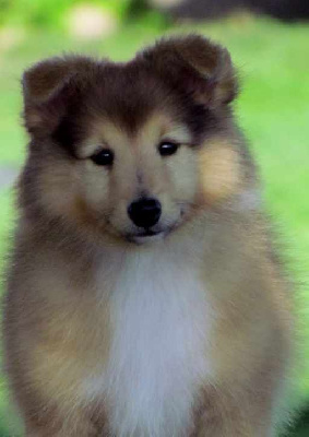 CHIOT 2