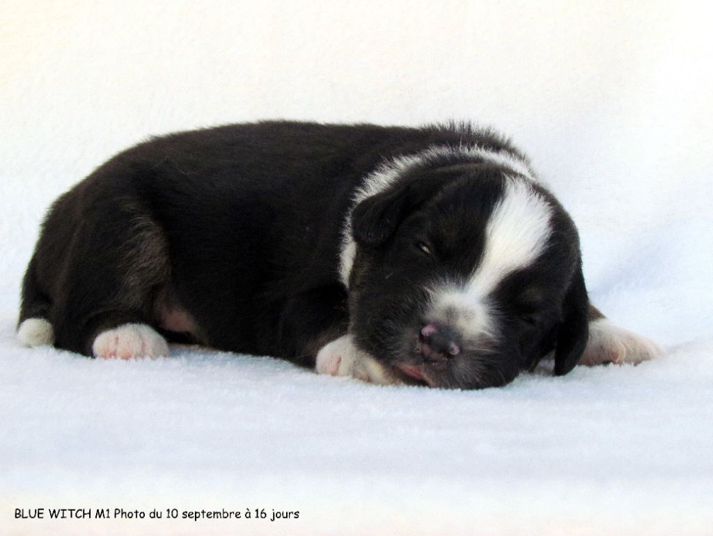 Blue witch - Chiots disponibles - Berger Américain Miniature 