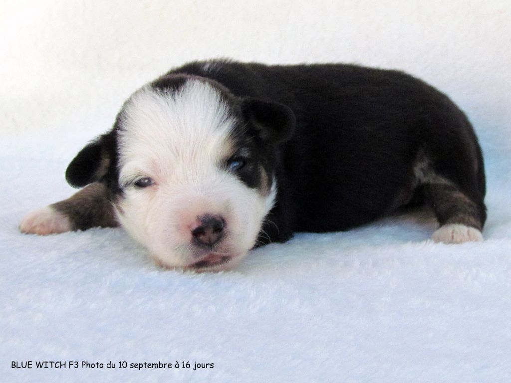 Blue witch - Chiots disponibles - Berger Américain Miniature 