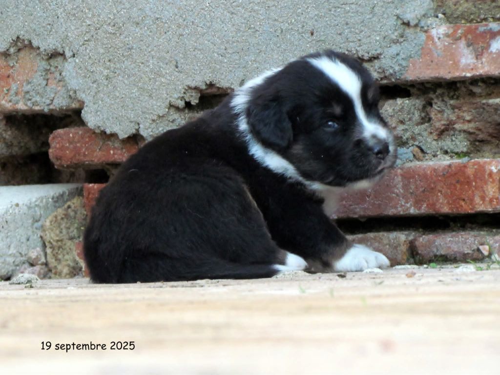 Blue witch - Chiots disponibles - Berger Américain Miniature 
